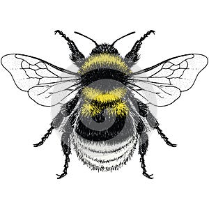 Illustration of Garden Bumble Bee