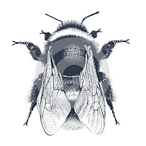 Illustration of garden bumblebee on white background