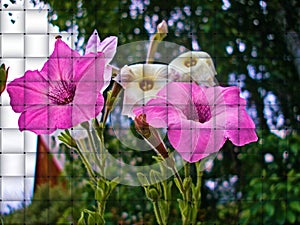 Illustration garden pink and white flowers art effect of interlacing darkening