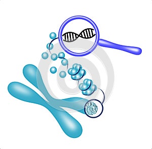 Illustration of a genetic material unwrapping from a chromosome to histones to DNA