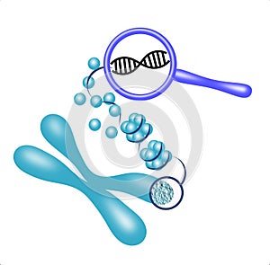 Illustration of a genetic material unwrapping from a chromosome to histones to DNA photo