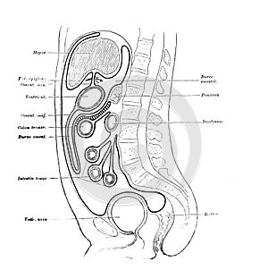 The illustration of genitourinary system of woman ovaries, uterine, vagina etc. and viscera in section in the old book die photo