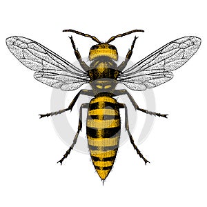 Illustration of Giant Asian Hornet (Murder Hornet)