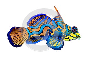 Illustration of a golden mandarin fish