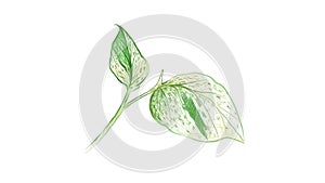 Illustration of Golden Pothos or Ivy Arum Plant