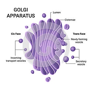 Illustration of the Golgi apparatus structure. Vector infographics
