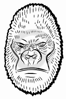 Illustration of a gorilla head , vector drawing