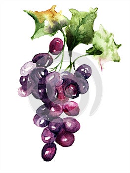 Illustration with grape cluster