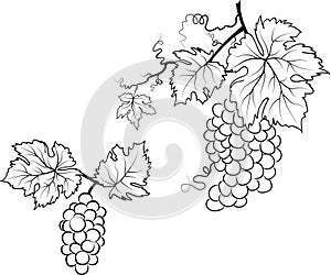 Illustration of grapes and leafs