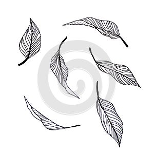 Illustration with graphic leafs. Nature design elements photo