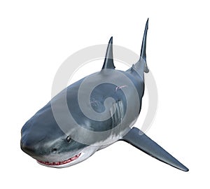 Illustration of a great white shark with slightly open jaws isolated on a white background