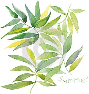 Illustration of green leaves with watercolor effect. Branch on white background.