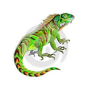 Illustration of green lizard iguana. Wildlife animals. Isolated drawing on white background. Print for fabric, fashion, decoration