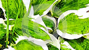 Illustration of green and white plant leaves full frame wallpaper.