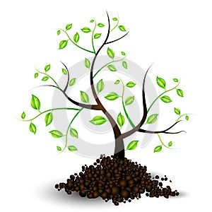 Illustration of the Growth of a Young Tree