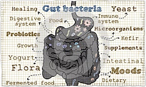 Illustration about Gut Bacteria