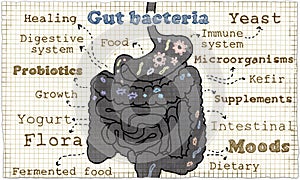 Illustrazioni di intestino batteri 