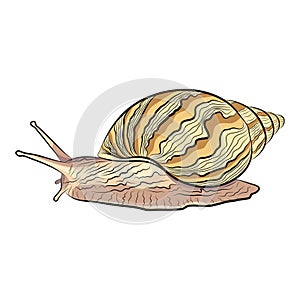 illustration of a hand drawn garden snail