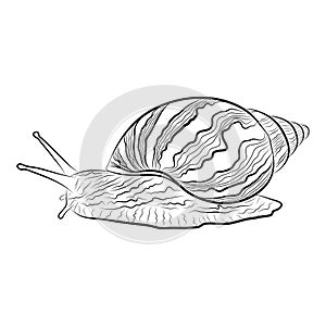 illustration of a hand drawn garden snail