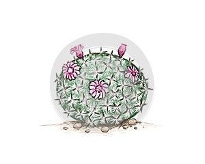 Hand Drawn Sketch of Mammillaria or Pincushion Cactus