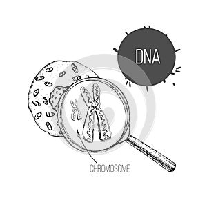 Illustration of hand drawn sketch the structure of DNA under magnifier. Drawing genetic engineering. Cell structure.