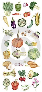 Illustration of Hand drawn vegetable collection