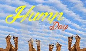 Illustration of a `Happy Hump day`.
