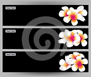 Illustration of Hawaii flower Frangipani, white Plumeria brochure template.