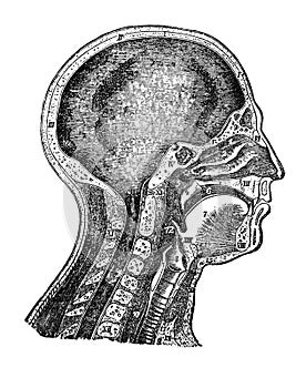 Illustration of head in a cut in a vintage book Home treatment technique, V. Kaminskiy, 1897