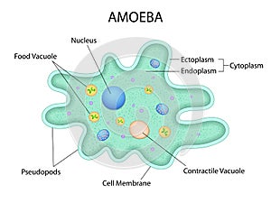 Healthcare and Medical education drawing chart of Amoeba for Science Biology study photo