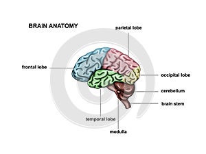 Healthy human brain. Anatomy photo