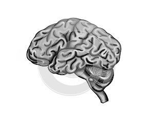 Healthy human brain photo
