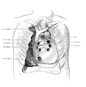 The illustration of the heart with arteries in the rib cage in the old book die Anatomie, by Fr. Merkel, 1899, Braunschweig