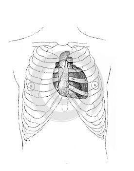 The illustration of the heart in the rib cage in the old book die Anatomie, by Fr. Merkel, 1899, Braunschweig