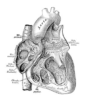 The illustration of the heart in the section in the old book die Anatomie des Menschen, by C. Heitzmann, 1875, Wien