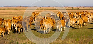 Illustration of herd of cows in the steppes of Hortobagy