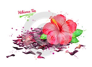 Illustration of Hibiscus flower and dried carcade tea