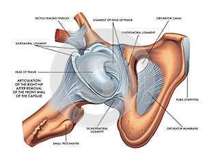 Illustration of hip articulation with annotation