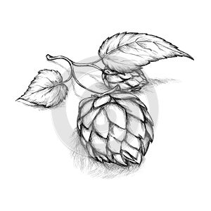 Illustration of a hop umbel