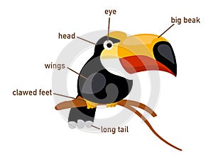 Illustration of hornbill vocabulary part of body