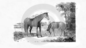 Illustration of Horses engraving