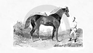 Illustration of Horses engraving