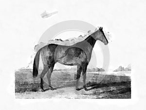 Illustration of Horses engraving