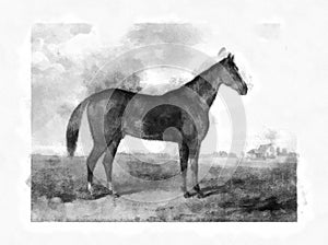 Illustration of Horses engraving
