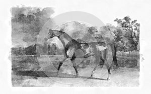 Illustration of Horses engraving