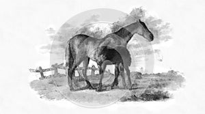 Illustration of Horses engraving