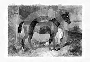 Illustration of Horses engraving