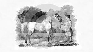 Illustration of Horses engraving