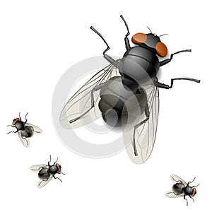 Illustration of a housefly