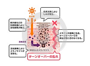 Illustration of how skin spots (hyperpigmentation) are created